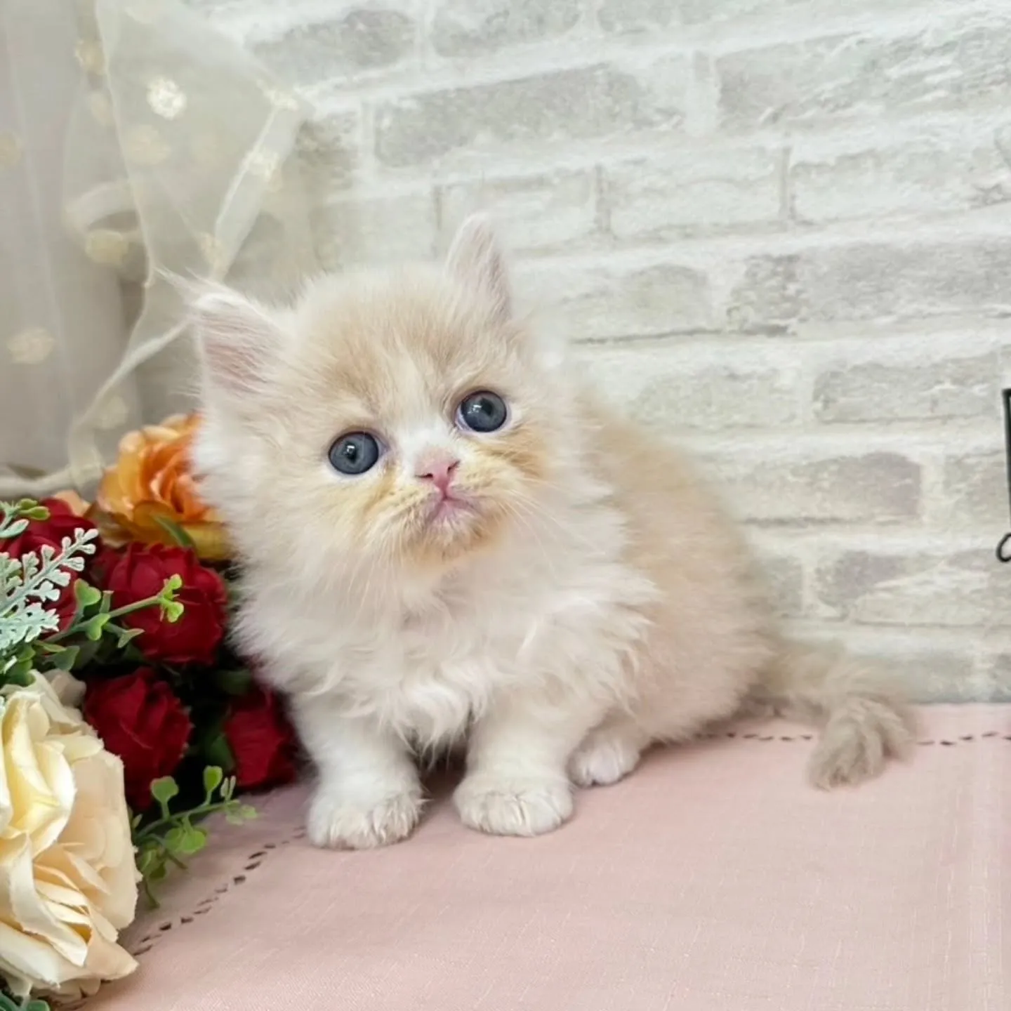 本日ご紹介のミヌエットちゃんです🐱❤️