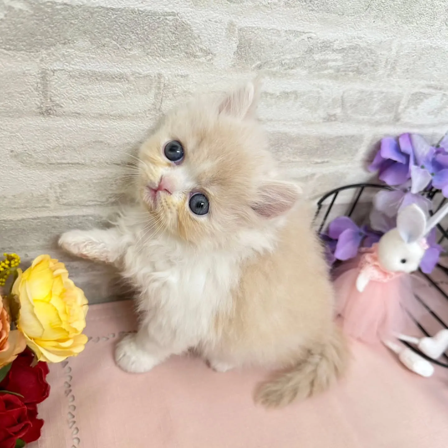 本日ご紹介のミヌエットちゃんです🐱❤️