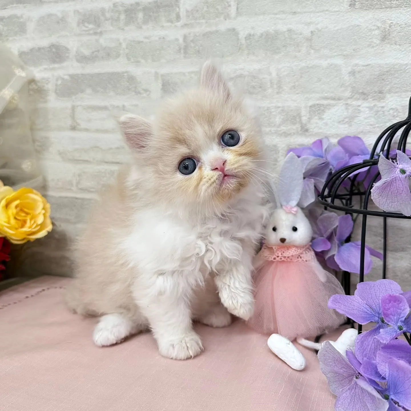 本日ご紹介のミヌエットちゃんです🐱❤️