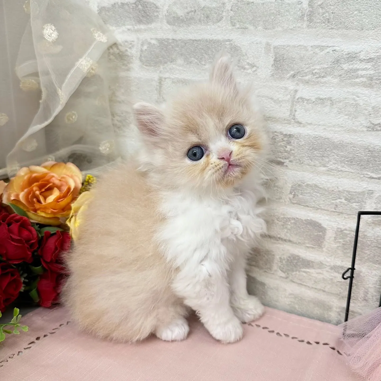 本日ご紹介のミヌエットちゃんです🐱❤️
