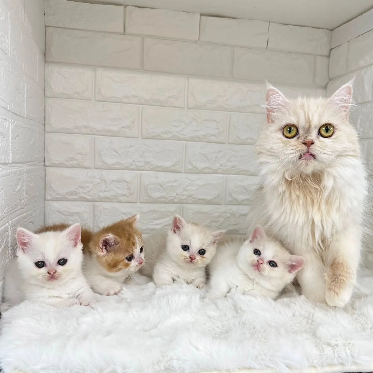 黒蜜きなこもちBaby 😺❤️
