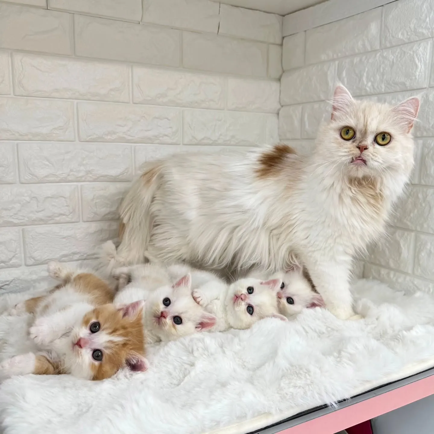 黒蜜きなこもちBaby 😺❤️