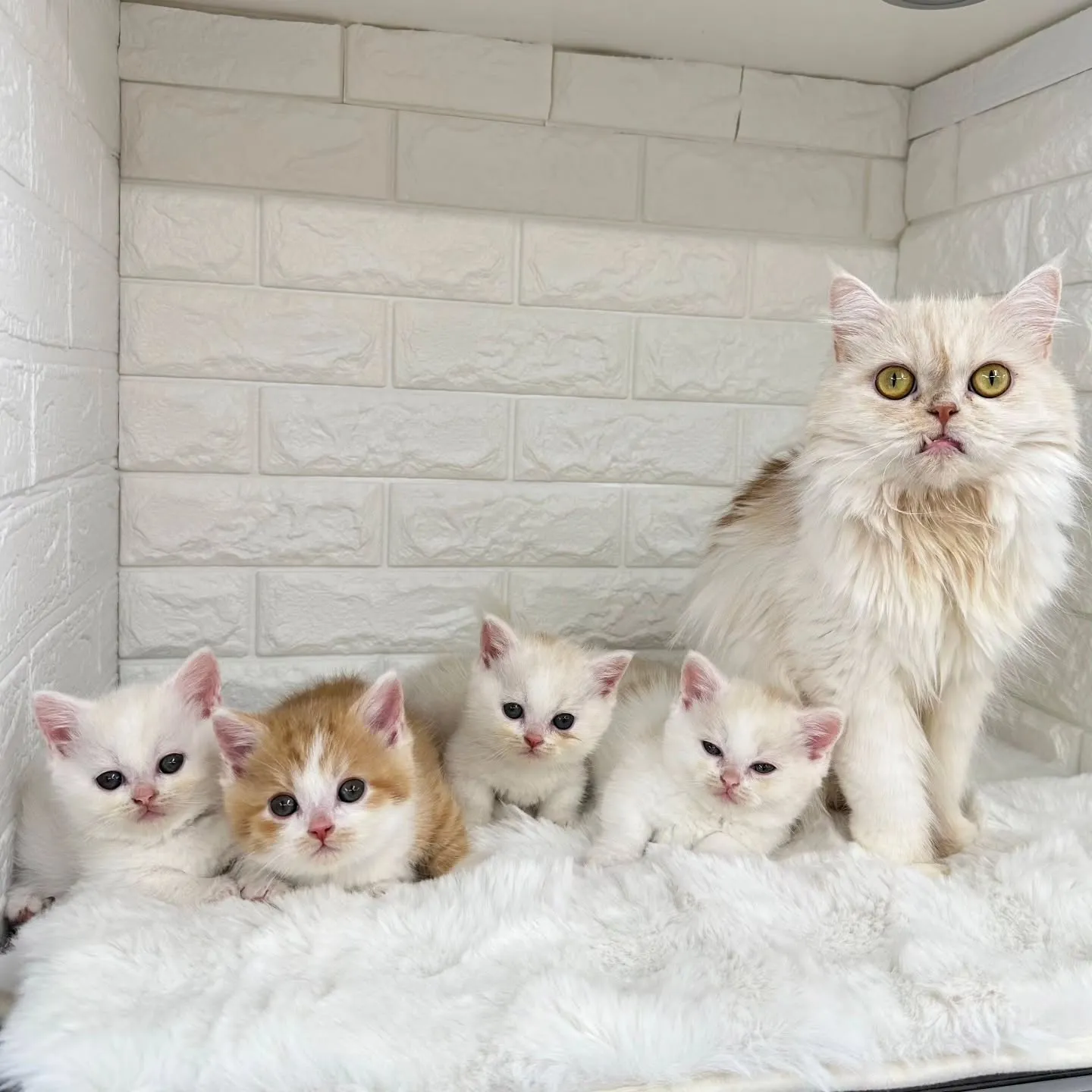 黒蜜きなこもちBaby 😺❤️