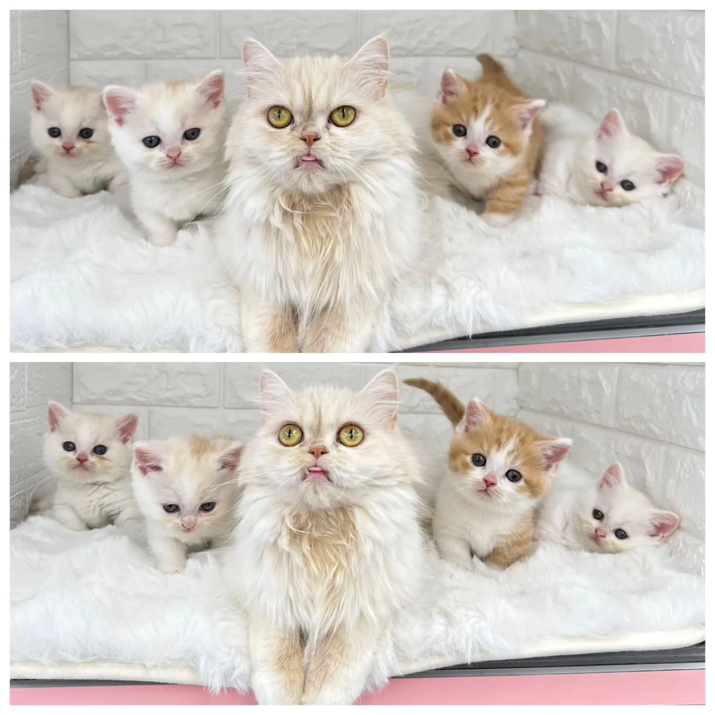 黒蜜きなこもちBaby 😺❤️
