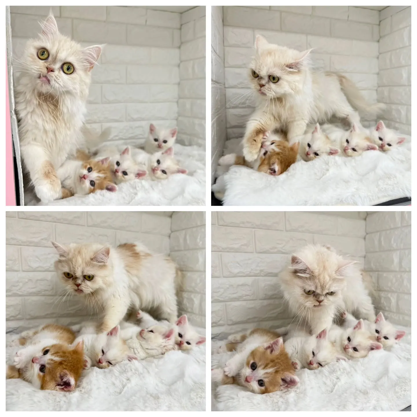 黒蜜きなこもちBaby 😺❤️