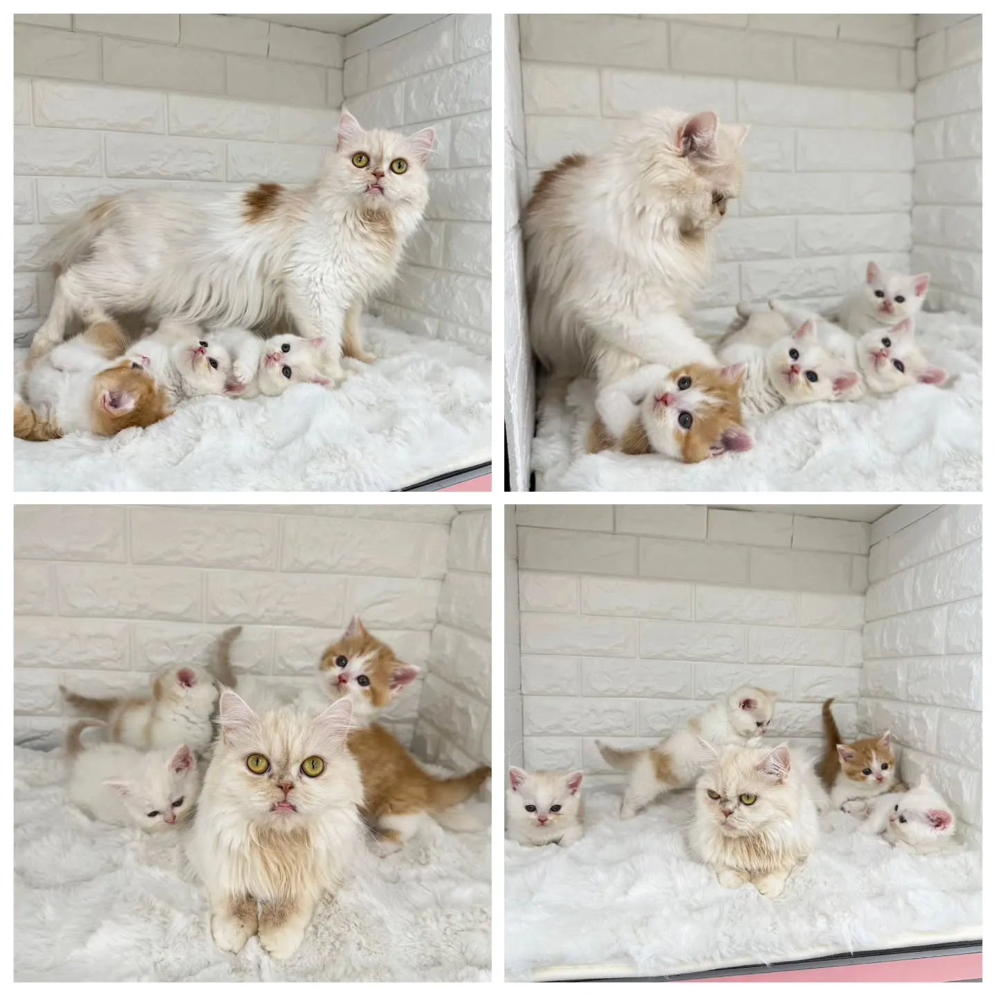 黒蜜きなこもちBaby 😺❤️