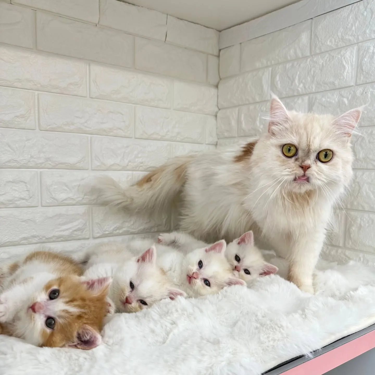 黒蜜きなこもちBaby 😺❤️