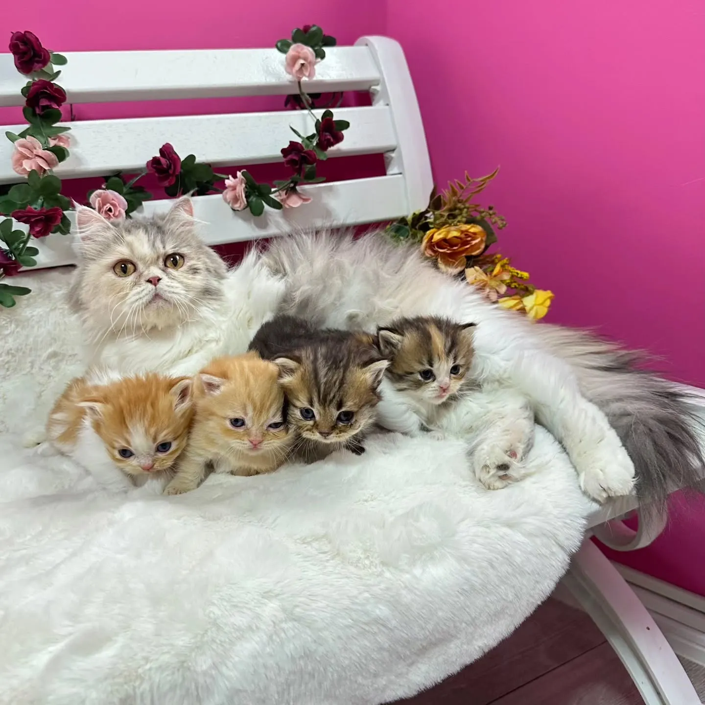未来ちゃんBaby 😺❤️