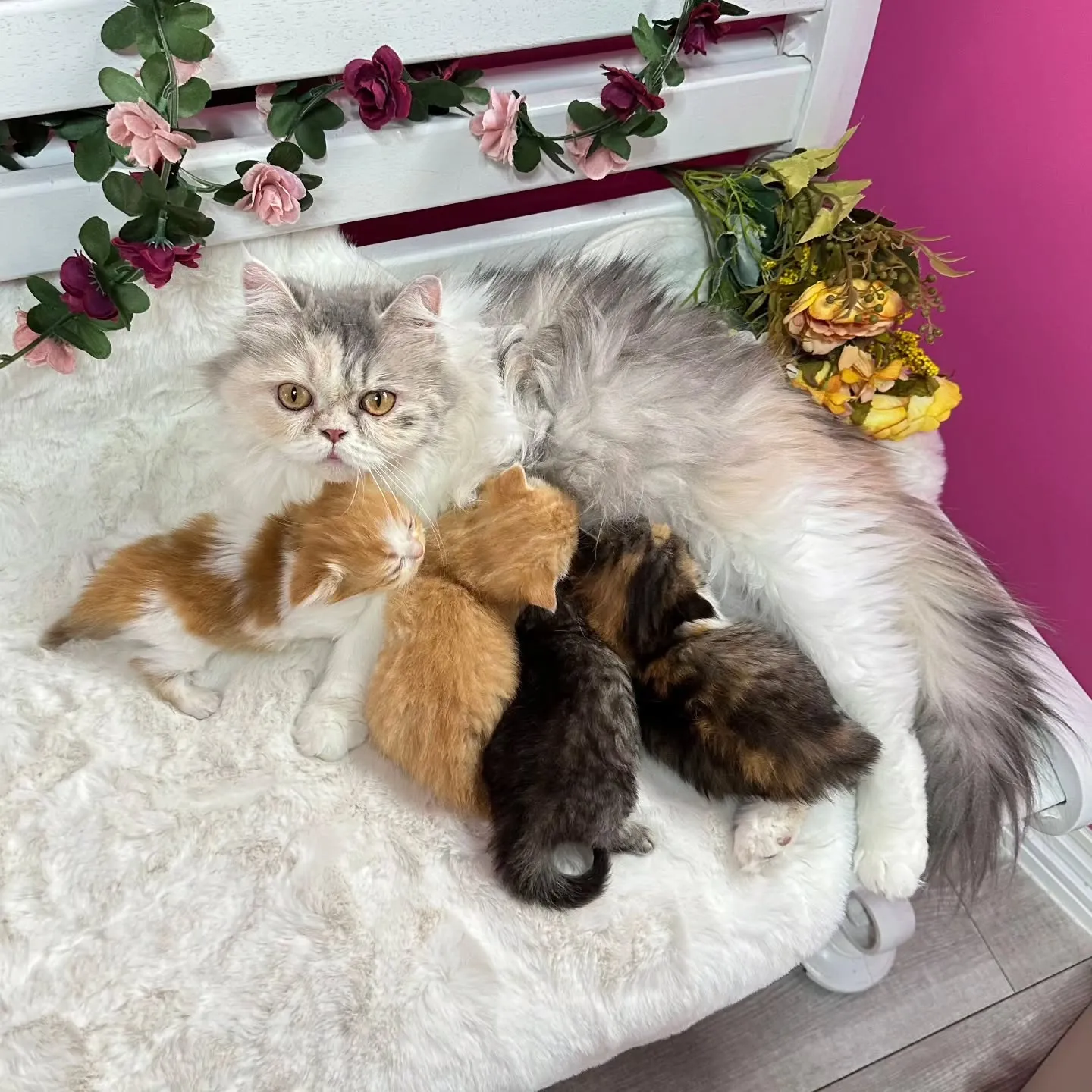 未来ちゃんBaby 😺❤️