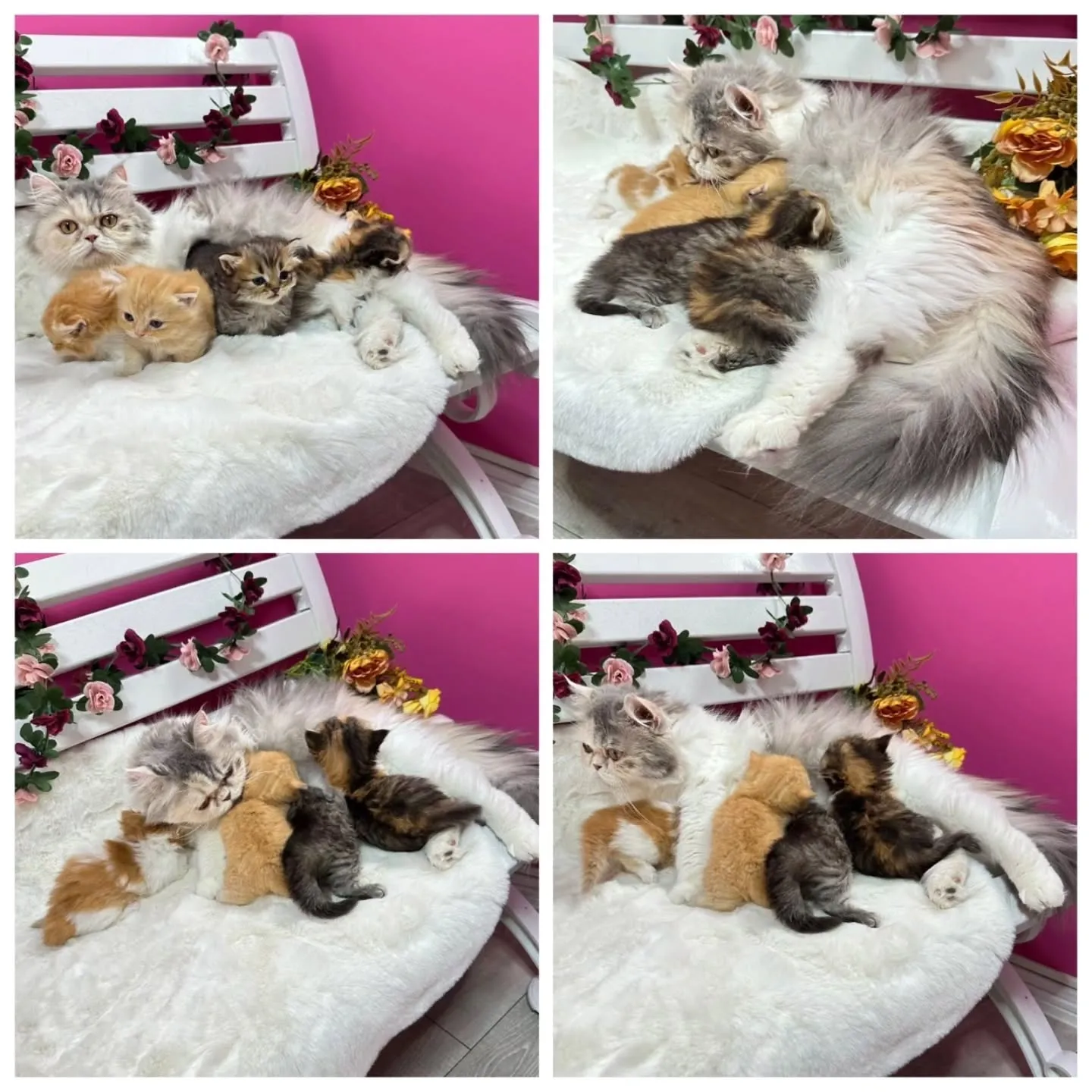 未来ちゃんBaby 😺❤️