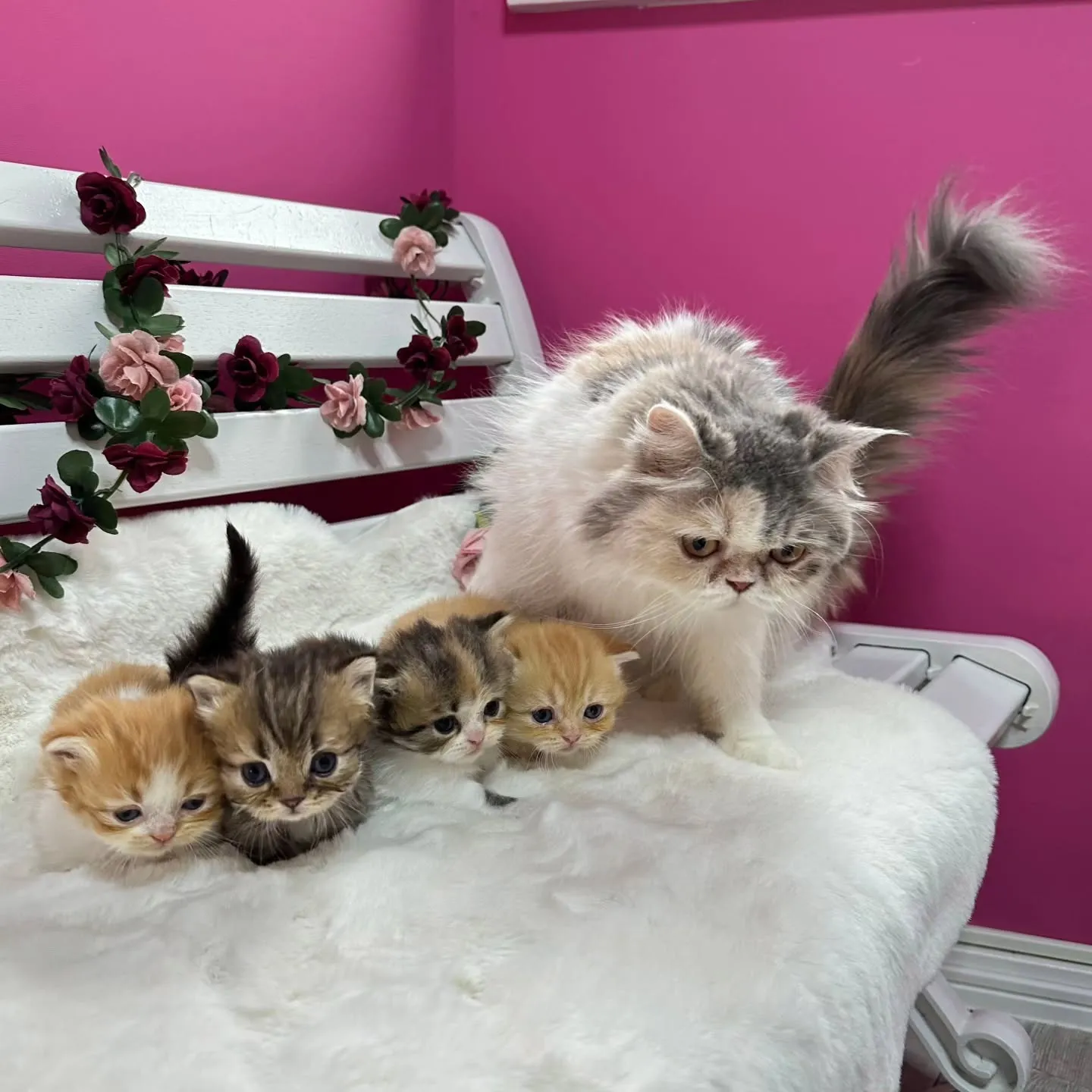 未来ちゃんBaby 😺❤️