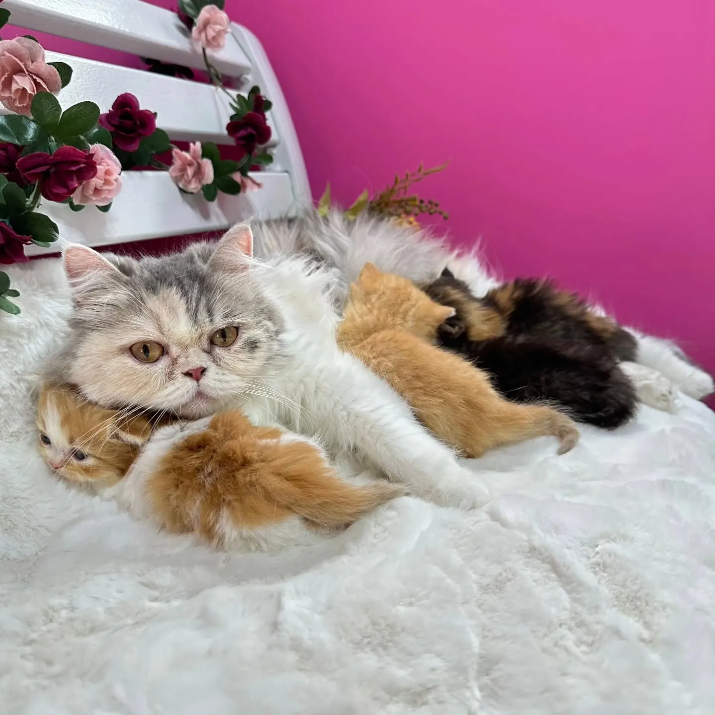 未来ちゃんBaby 😺❤️