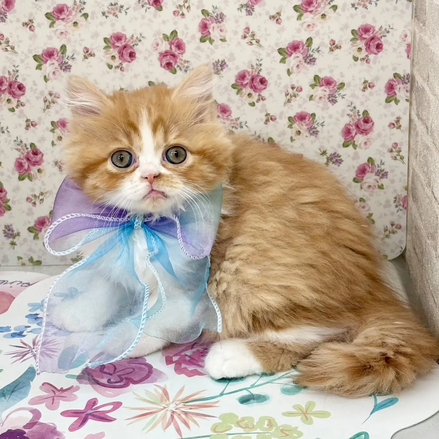現在ご紹介中のミヌエットちゃん🐱❤️