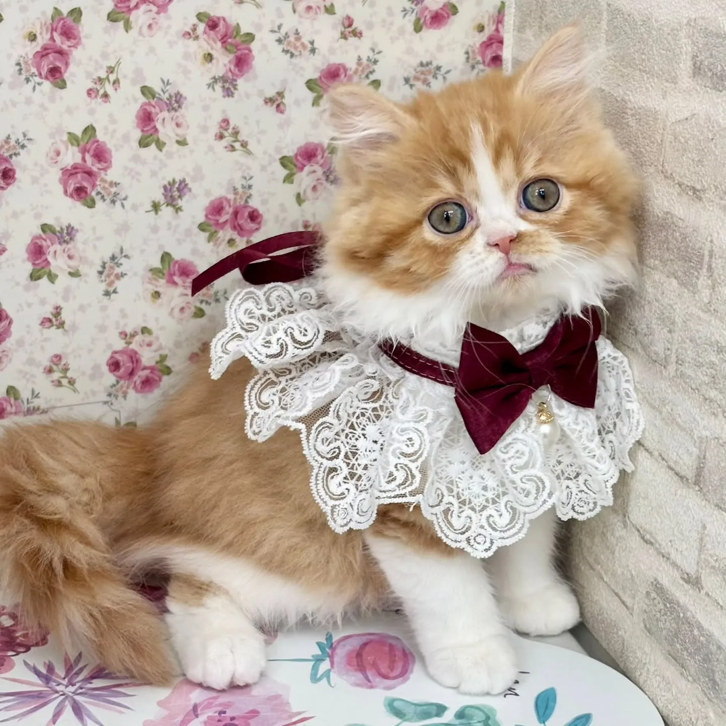 現在ご紹介中のミヌエットちゃん🐱❤️