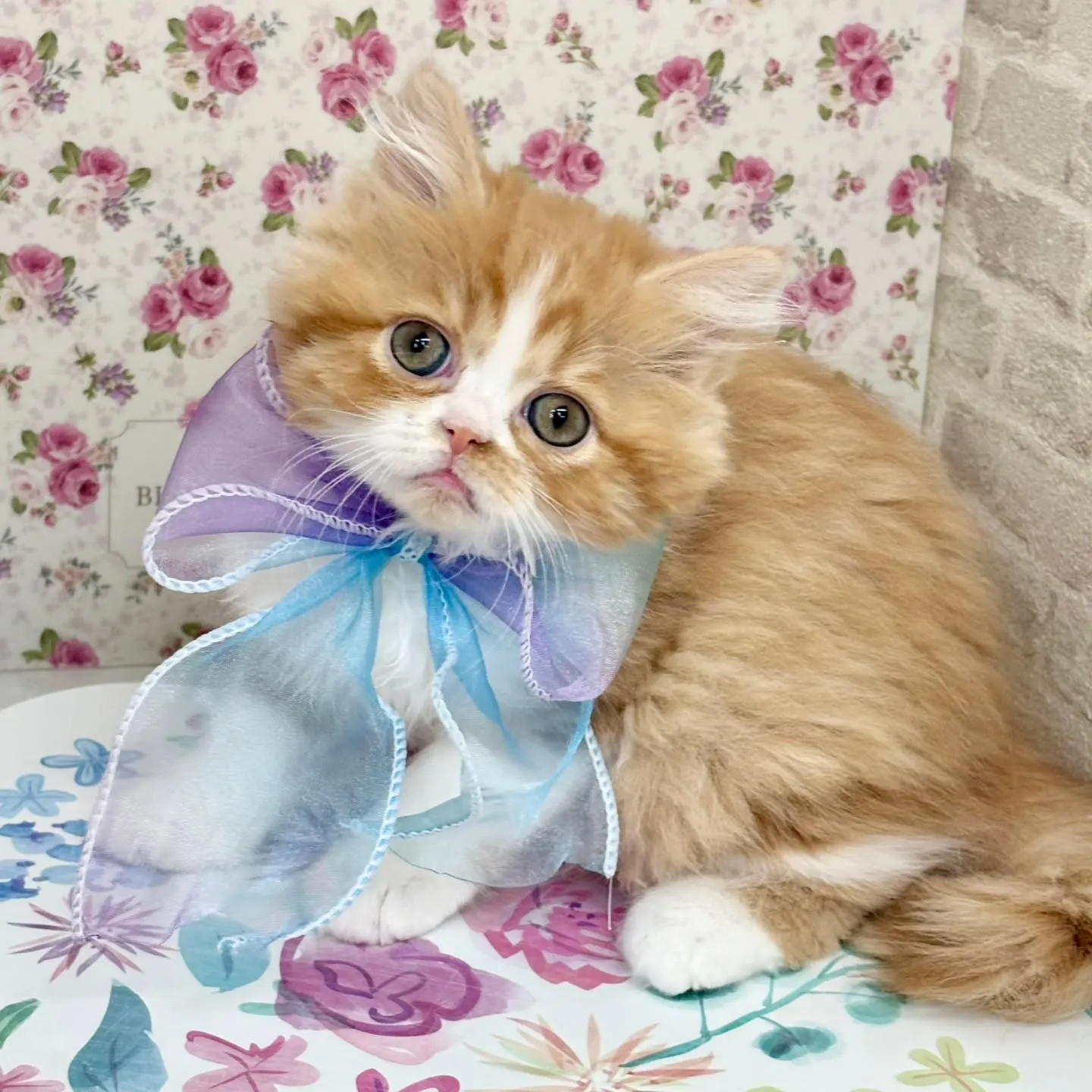 現在ご紹介中のミヌエットちゃん🐱❤️