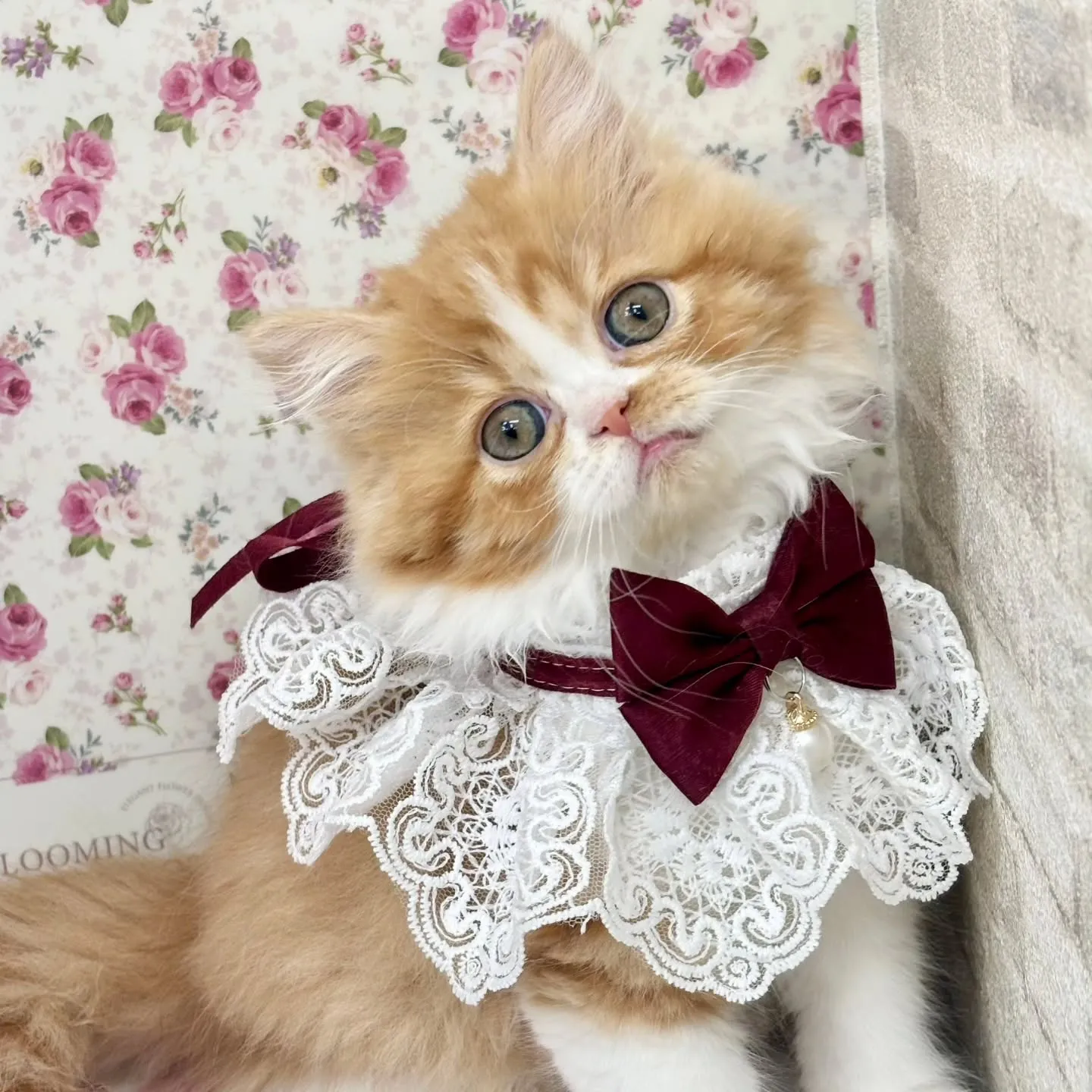 現在ご紹介中のミヌエットちゃん🐱❤️