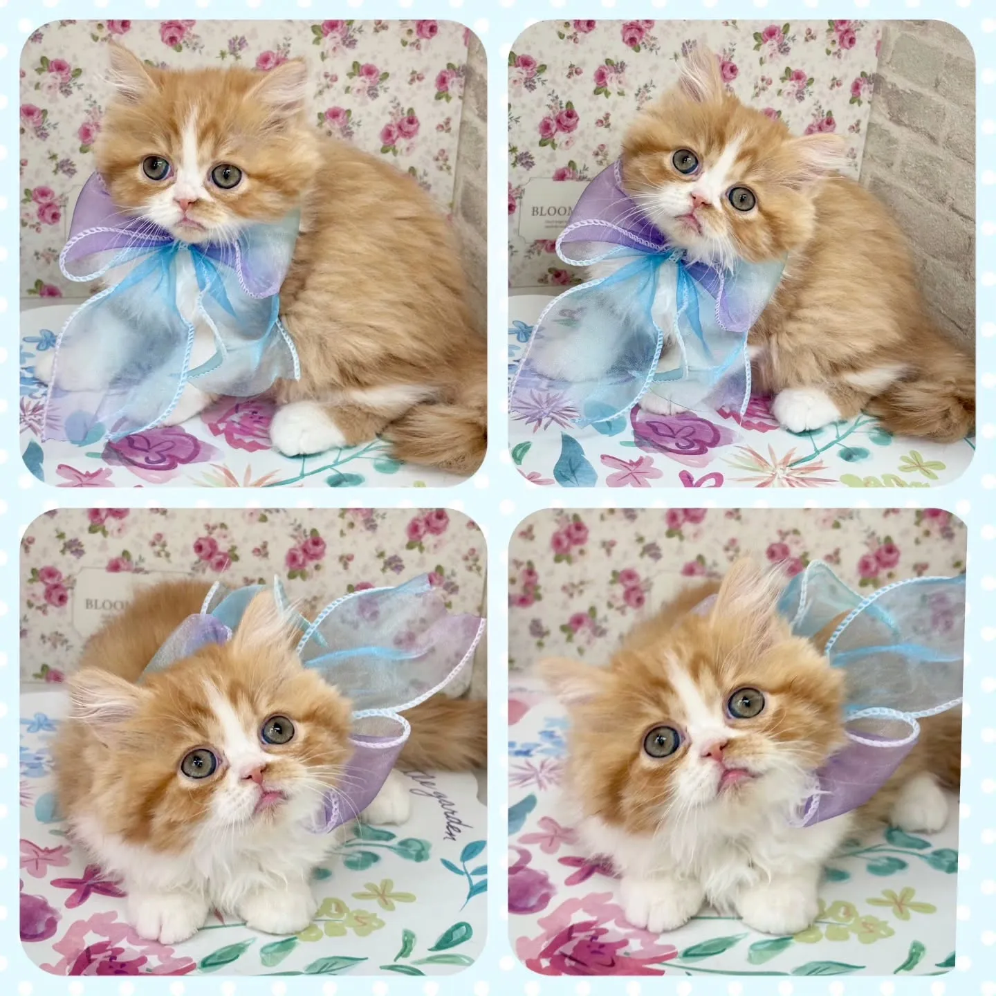 現在ご紹介中のミヌエットちゃん🐱❤️