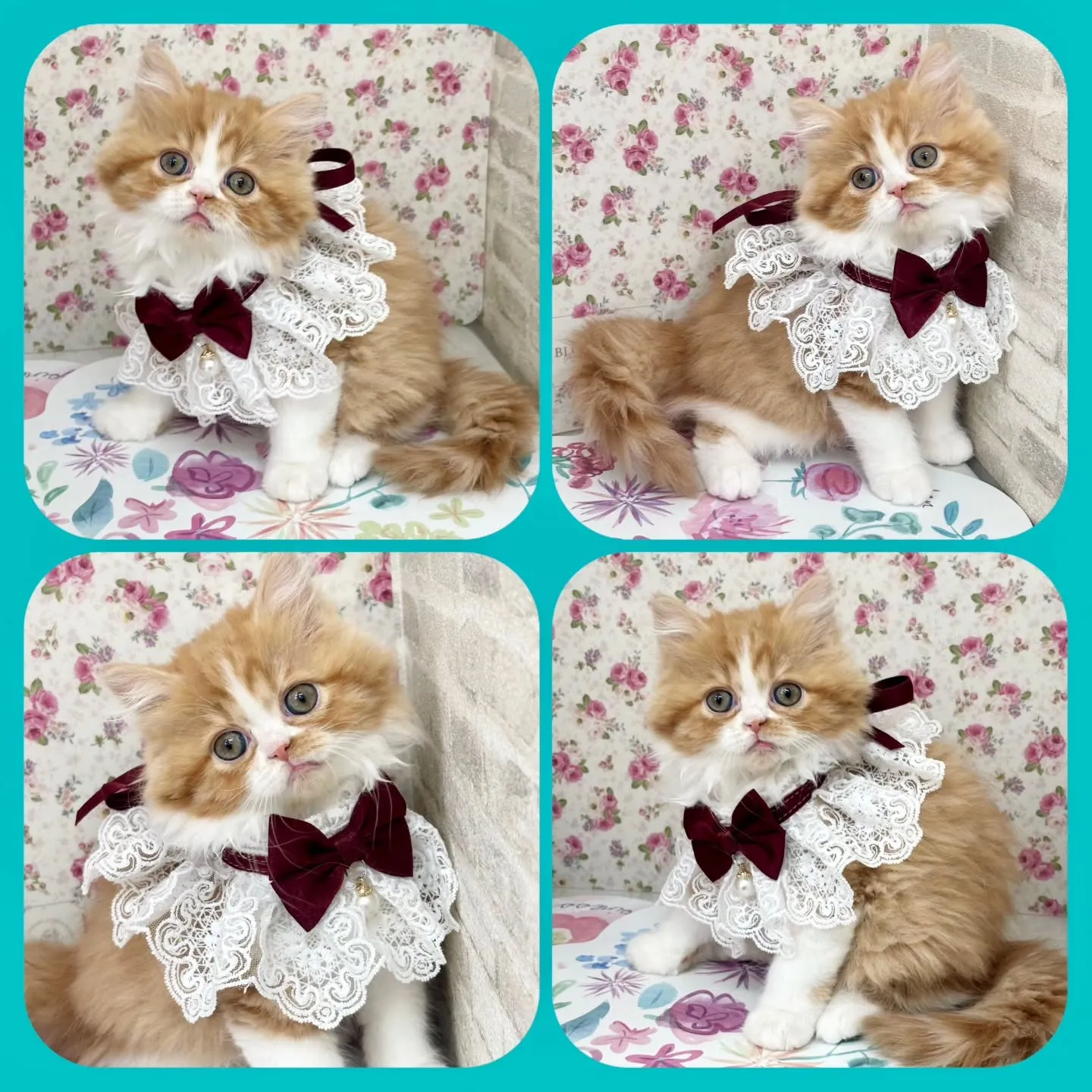現在ご紹介中のミヌエットちゃん🐱❤️