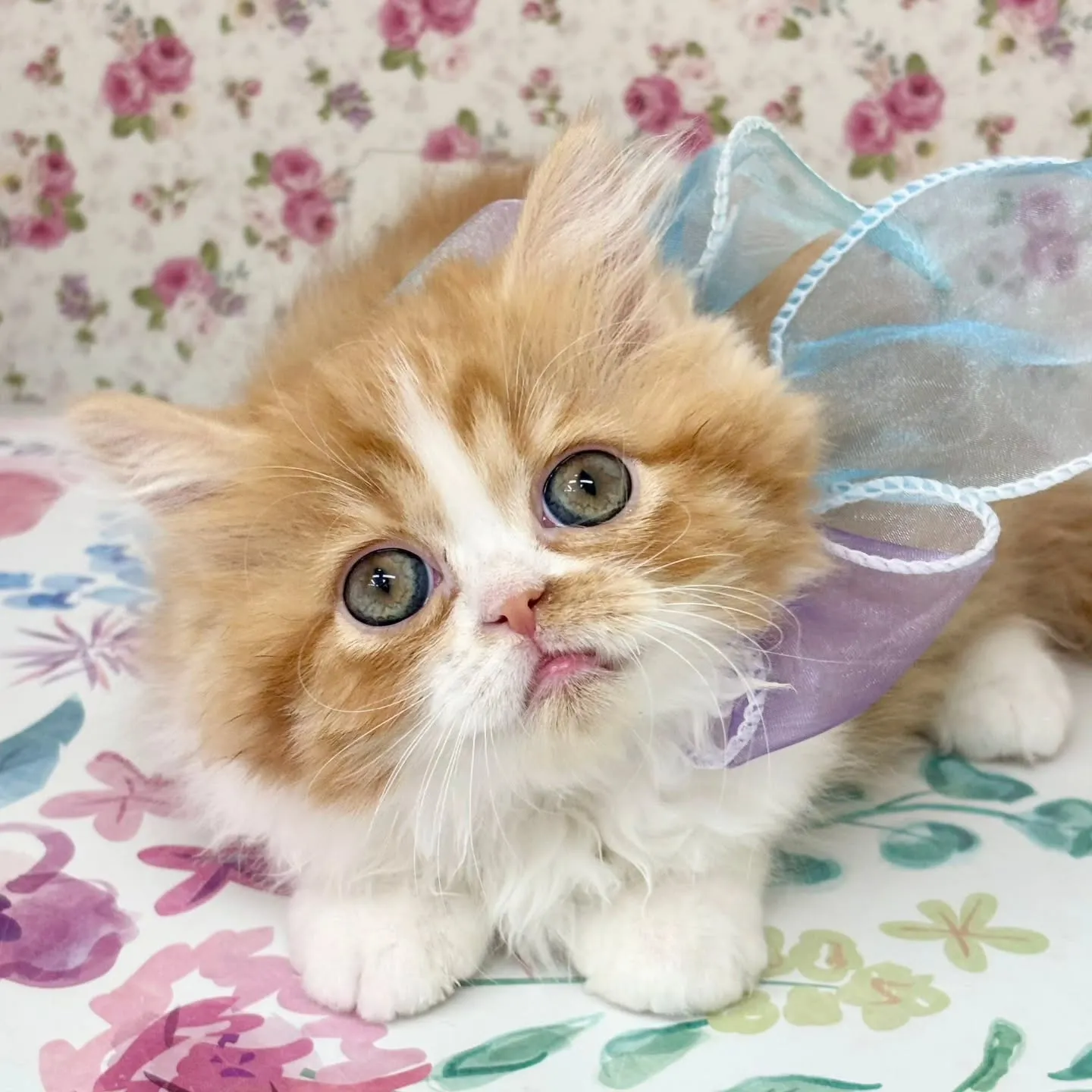 現在ご紹介中のミヌエットちゃん🐱❤️