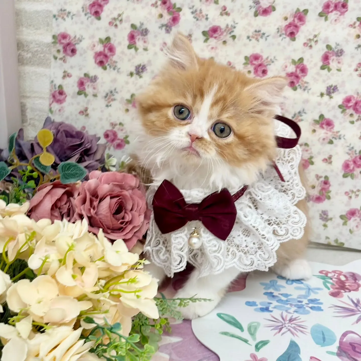 現在ご紹介中のミヌエットちゃん🐱❤️