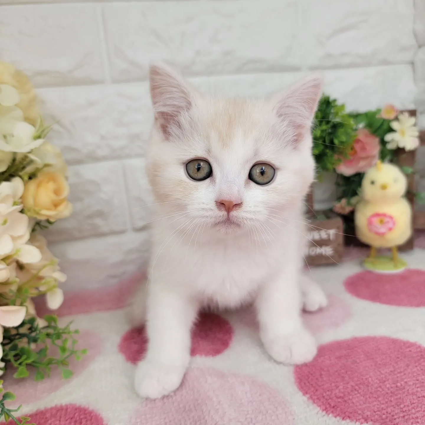 現在ご紹介中のマンチカンの女の子です😻❤️