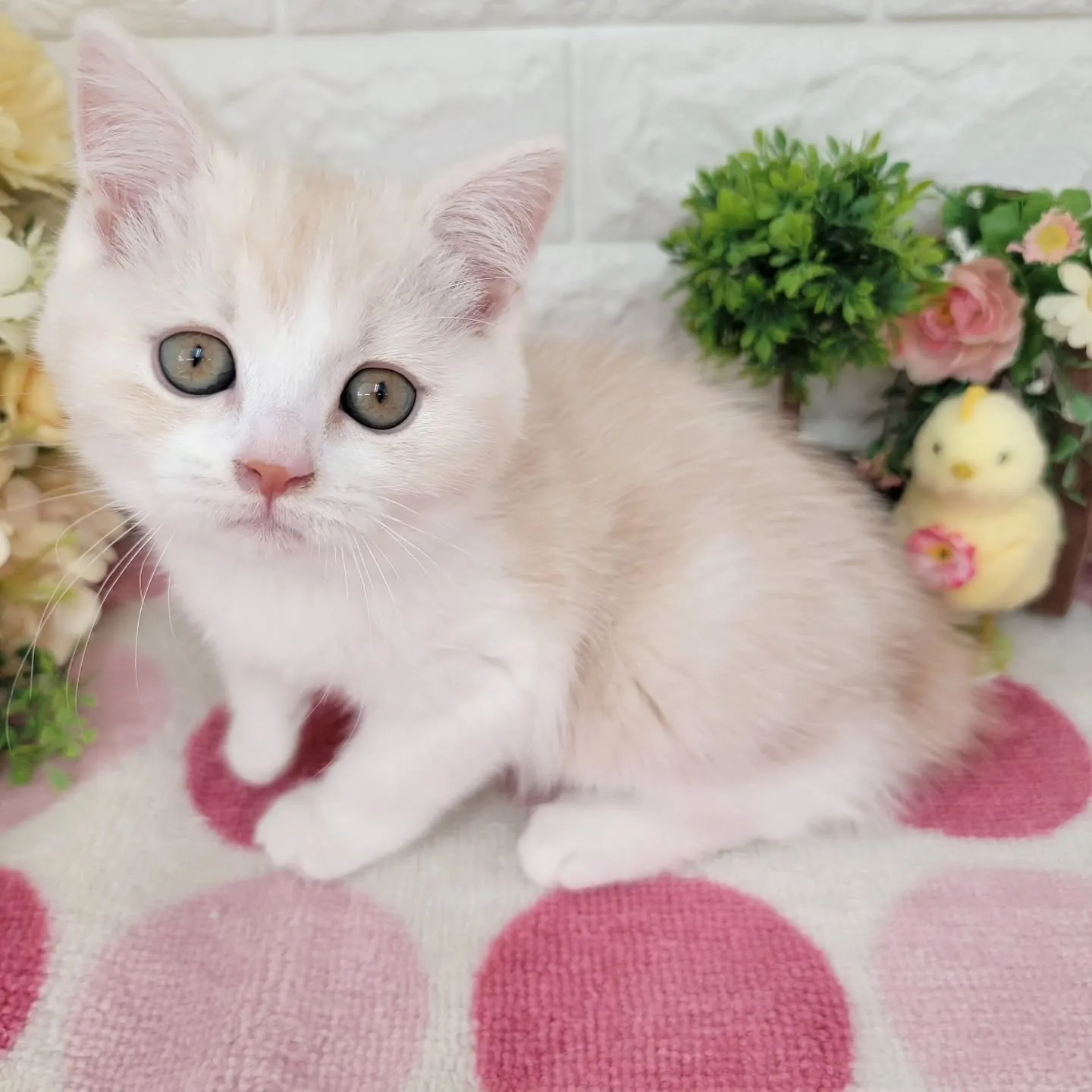 現在ご紹介中のマンチカンの女の子です😻❤️