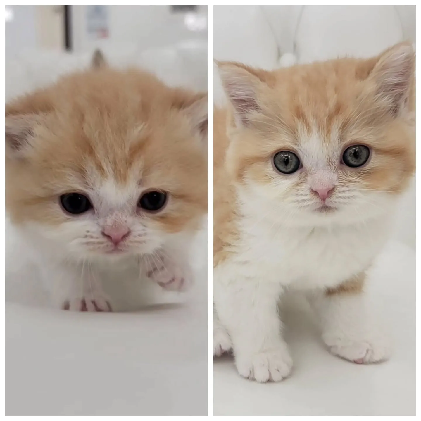 こんなに大きくなったにゃ❤️No.2934✨
