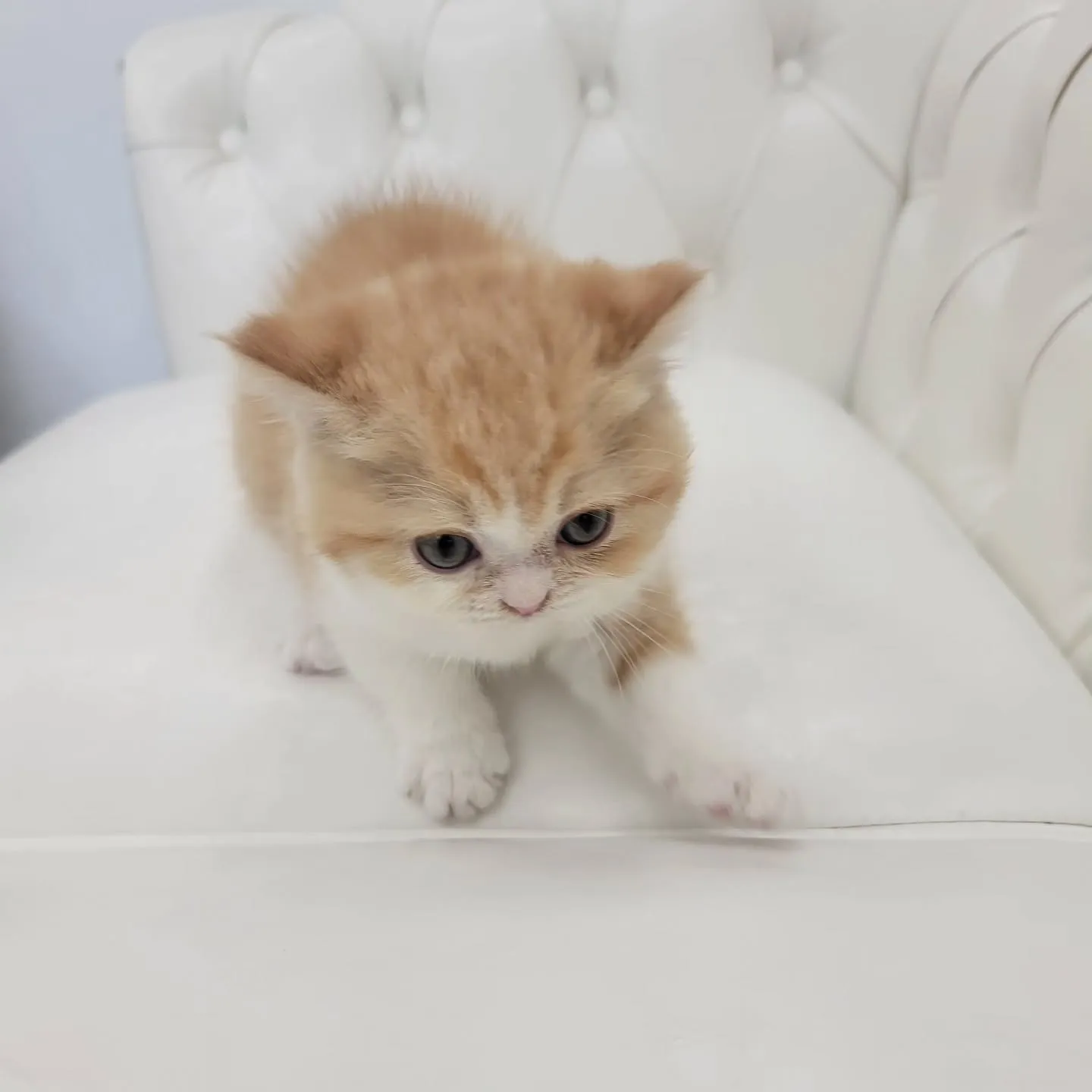 こんなに大きくなったにゃ❤️No.2934✨