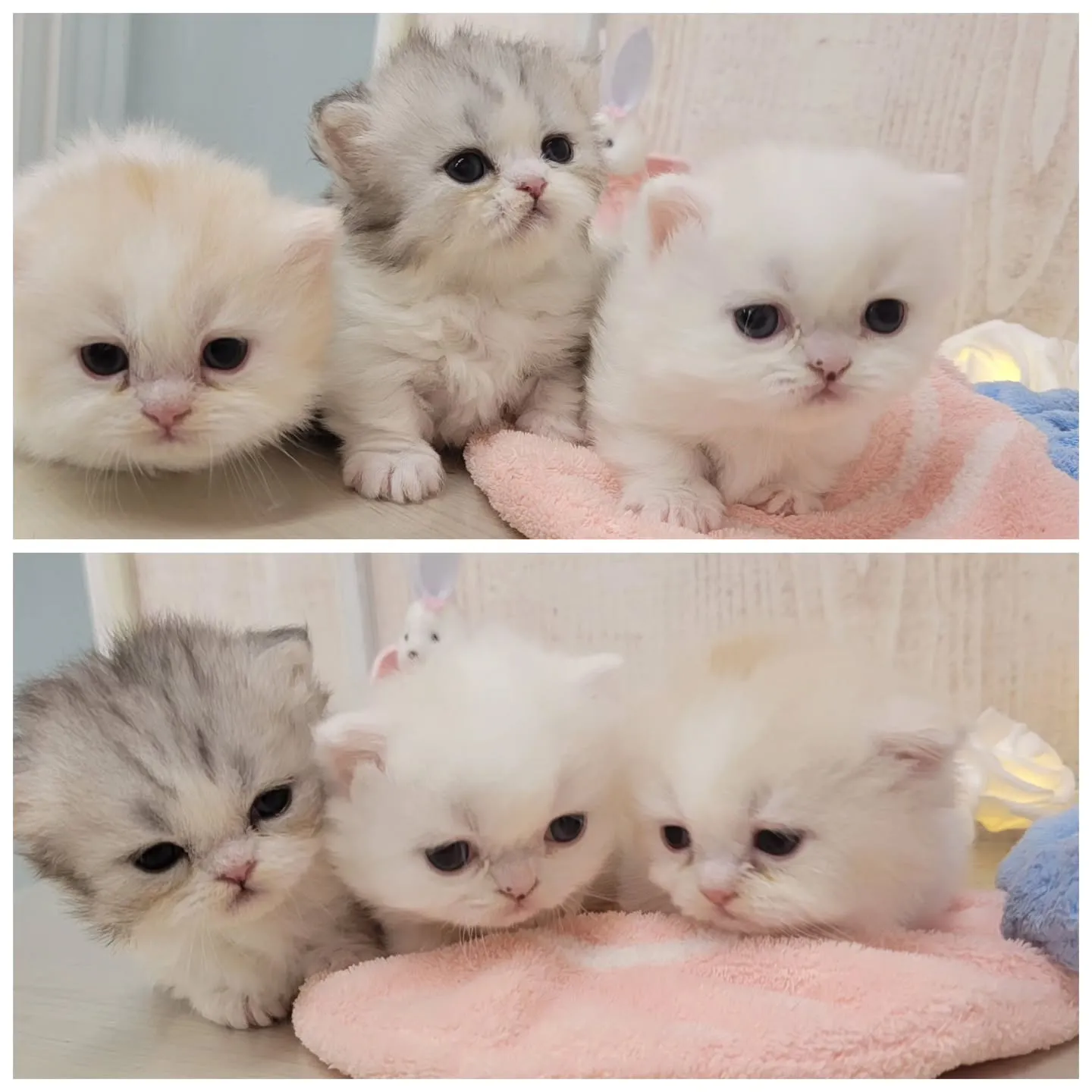 すくすく成長中～☺ミヌエット短足ちゃん✨