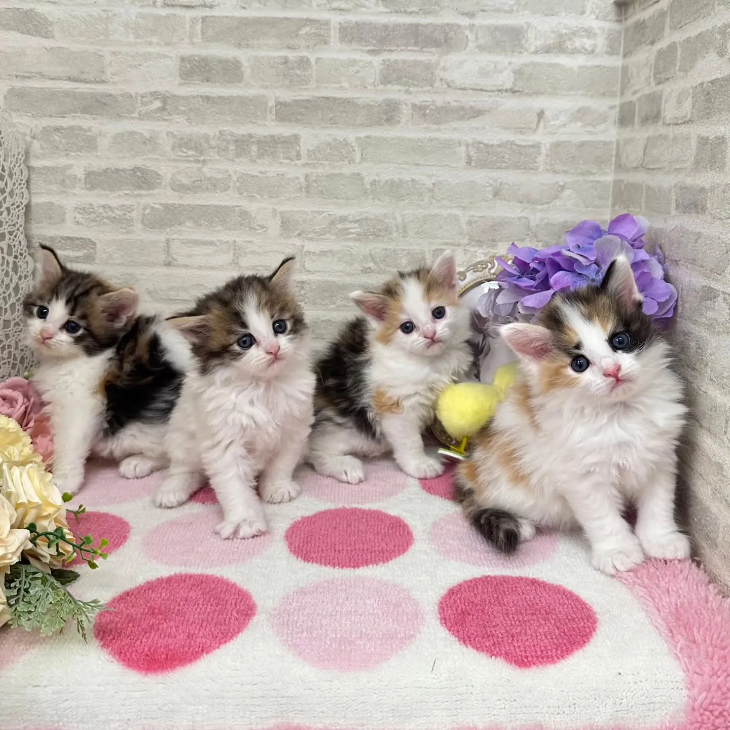 本日ご紹介のサイベリアンちゃん達です🐱❤️