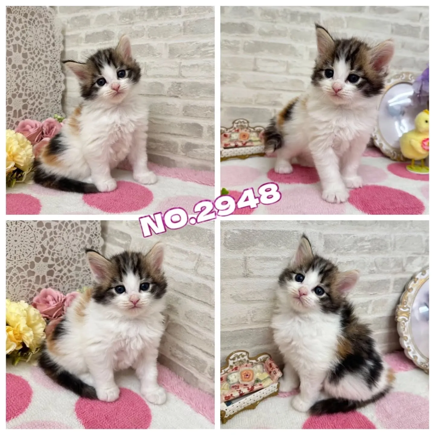 本日ご紹介のサイベリアンちゃん達です🐱❤️