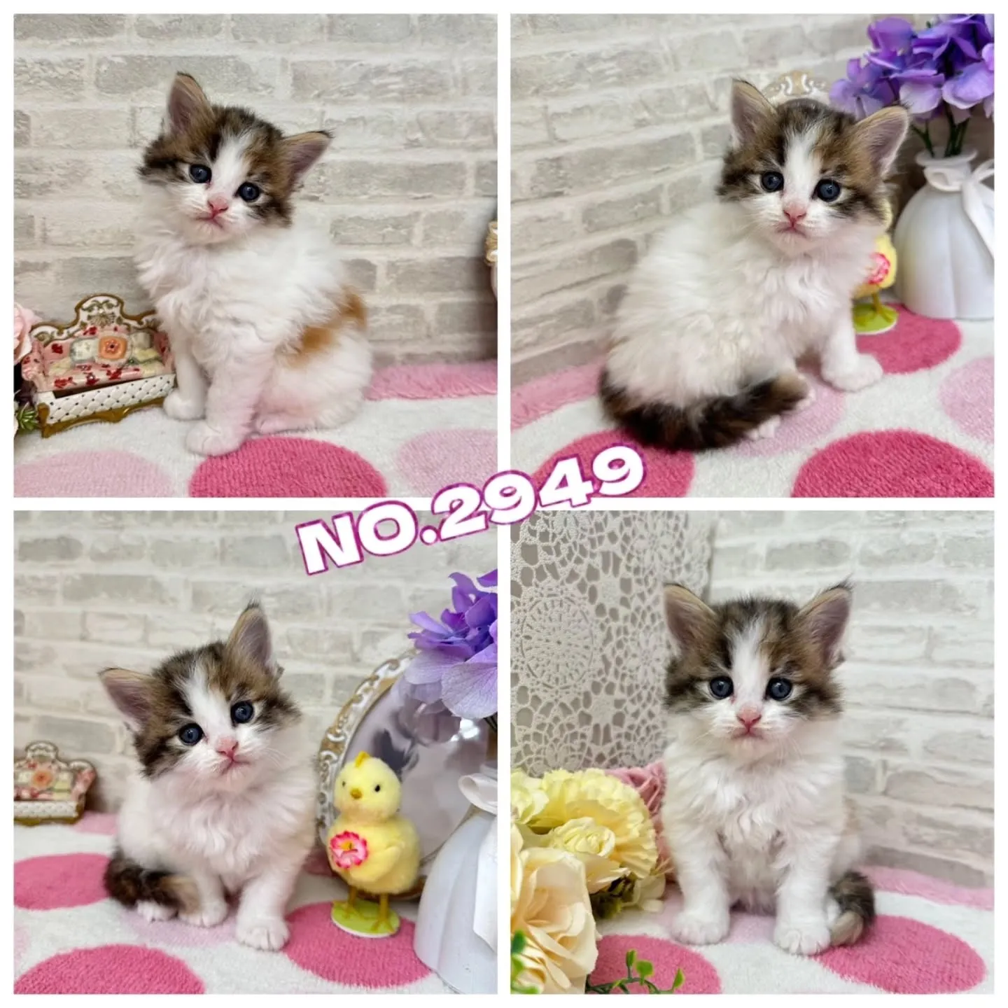 本日ご紹介のサイベリアンちゃん達です🐱❤️