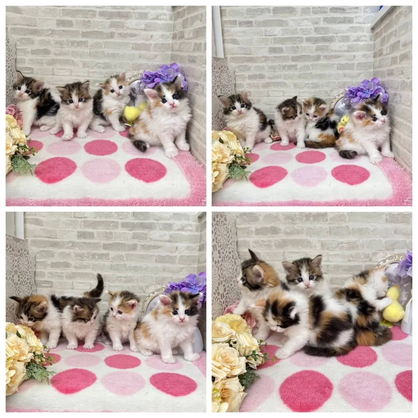 本日ご紹介のサイベリアンちゃん達です🐱❤️