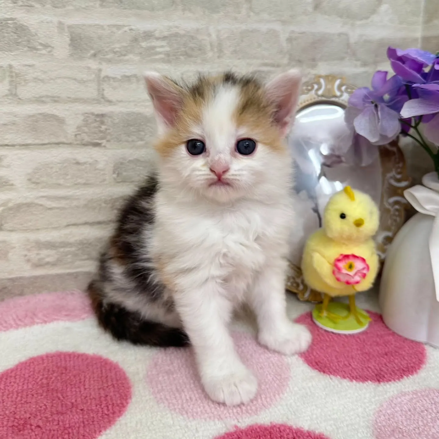 本日ご紹介のサイベリアンちゃん達です🐱❤️