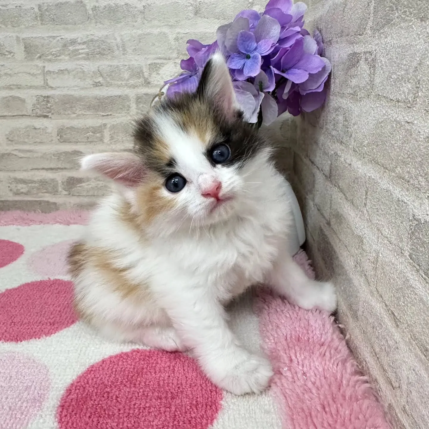 本日ご紹介のサイベリアンちゃん達です🐱❤️