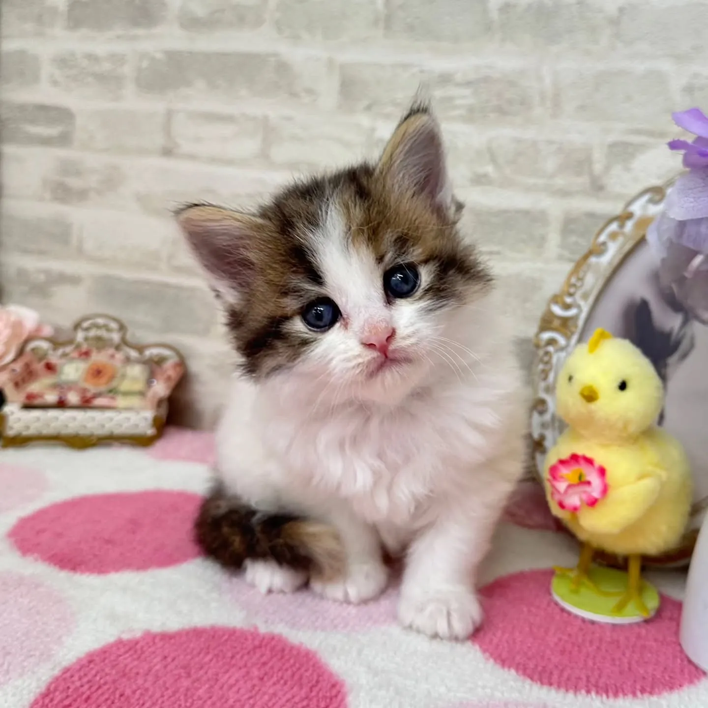 本日ご紹介のサイベリアンちゃん達です🐱❤️
