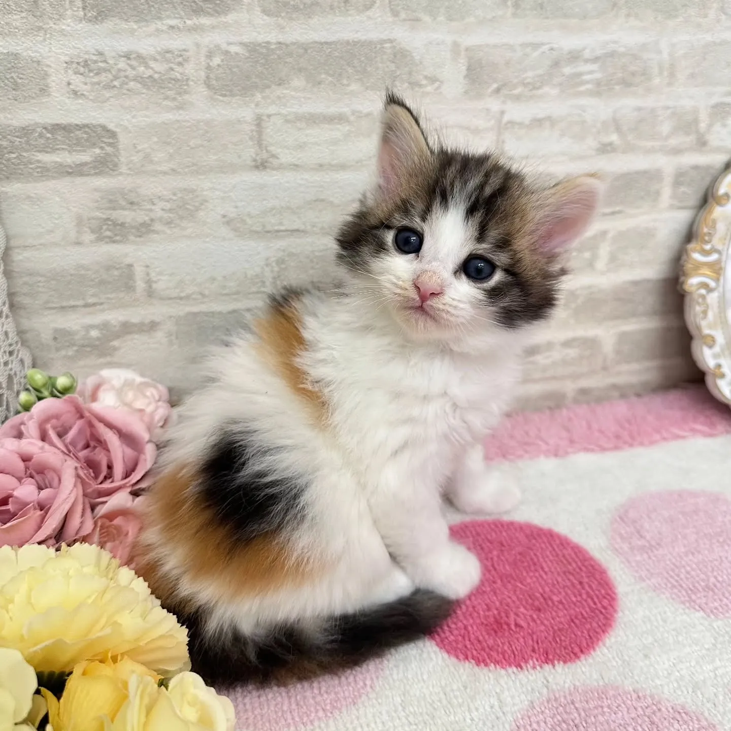 本日ご紹介のサイベリアンちゃん達です🐱❤️
