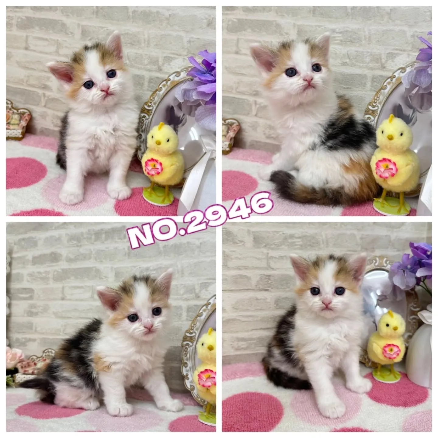 本日ご紹介のサイベリアンちゃん達です🐱❤️