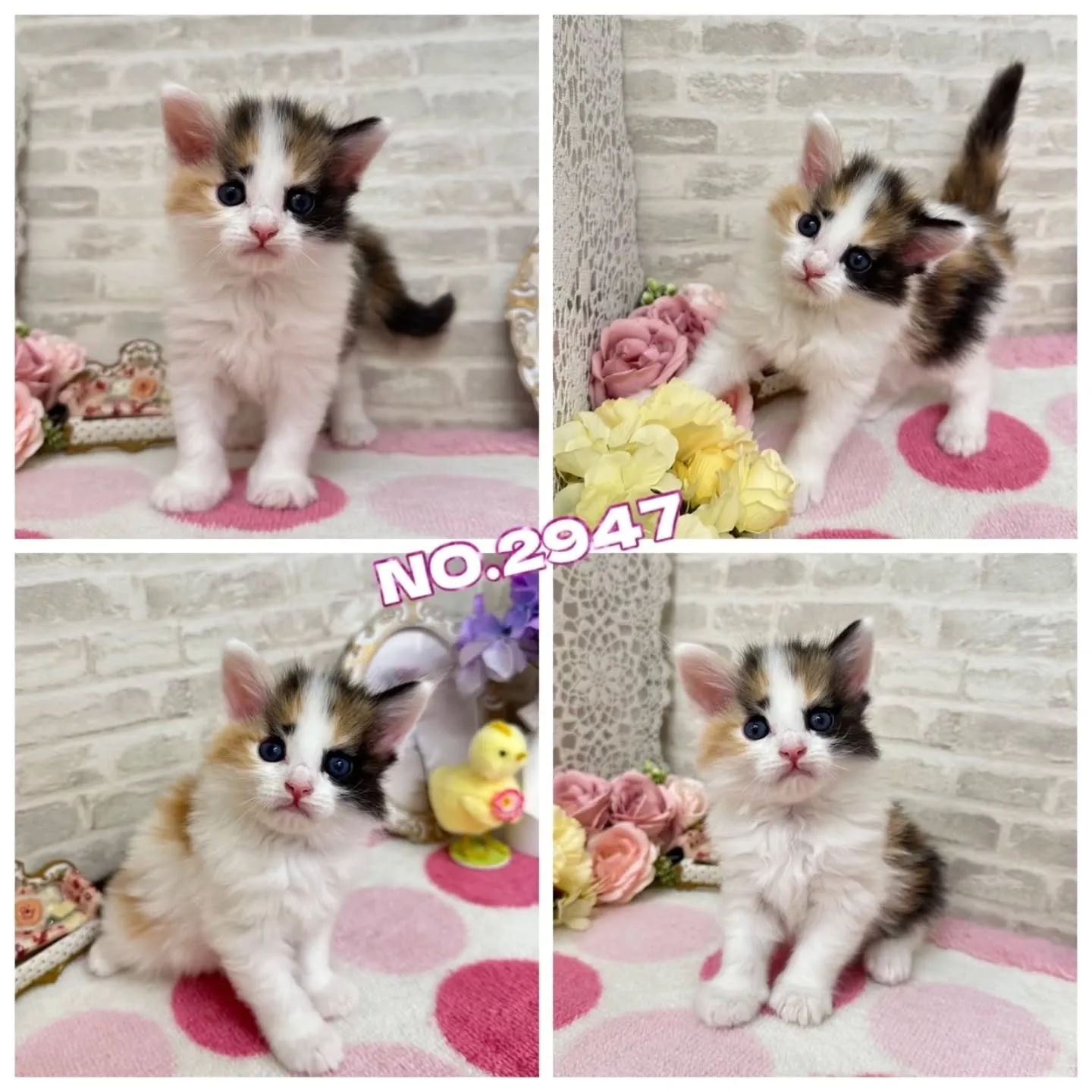 本日ご紹介のサイベリアンちゃん達です🐱❤️