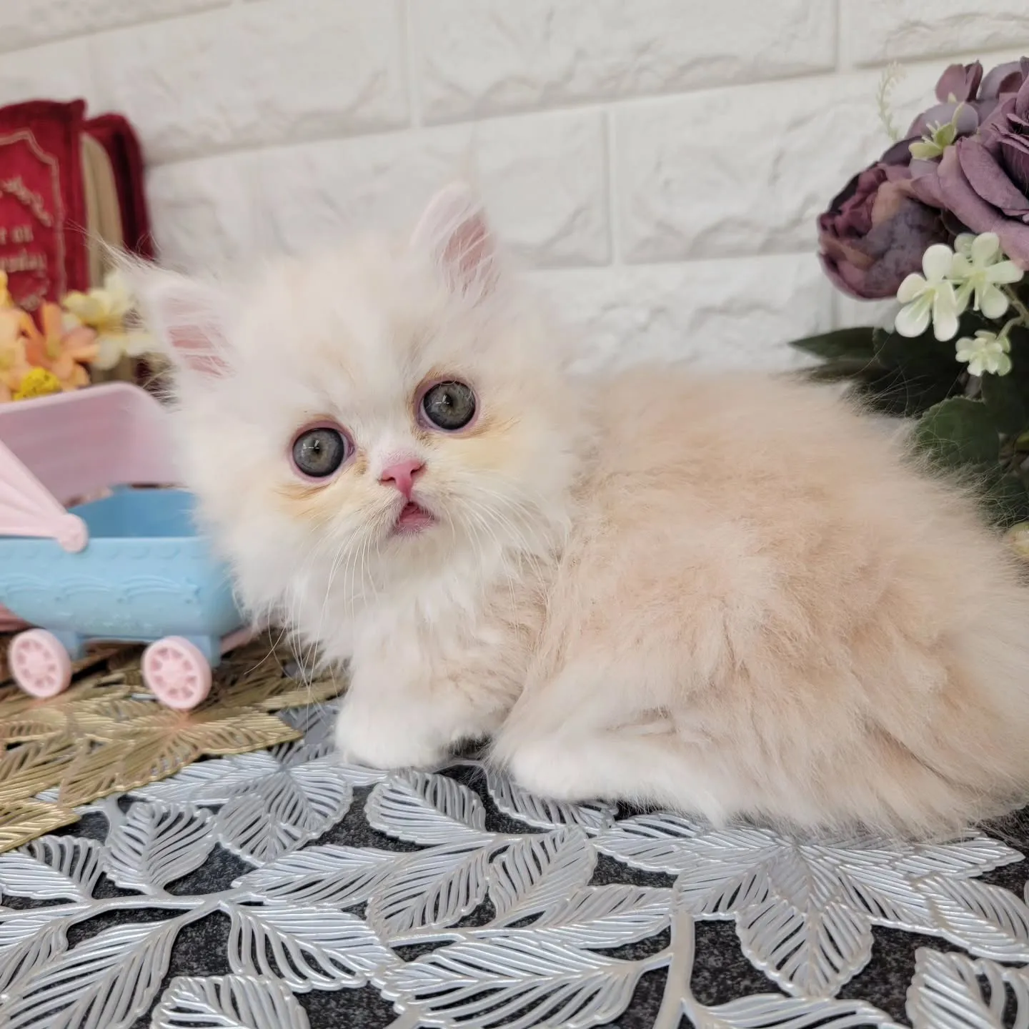 現在ご紹介中のミヌエット短足ちゃんです🐱❤️