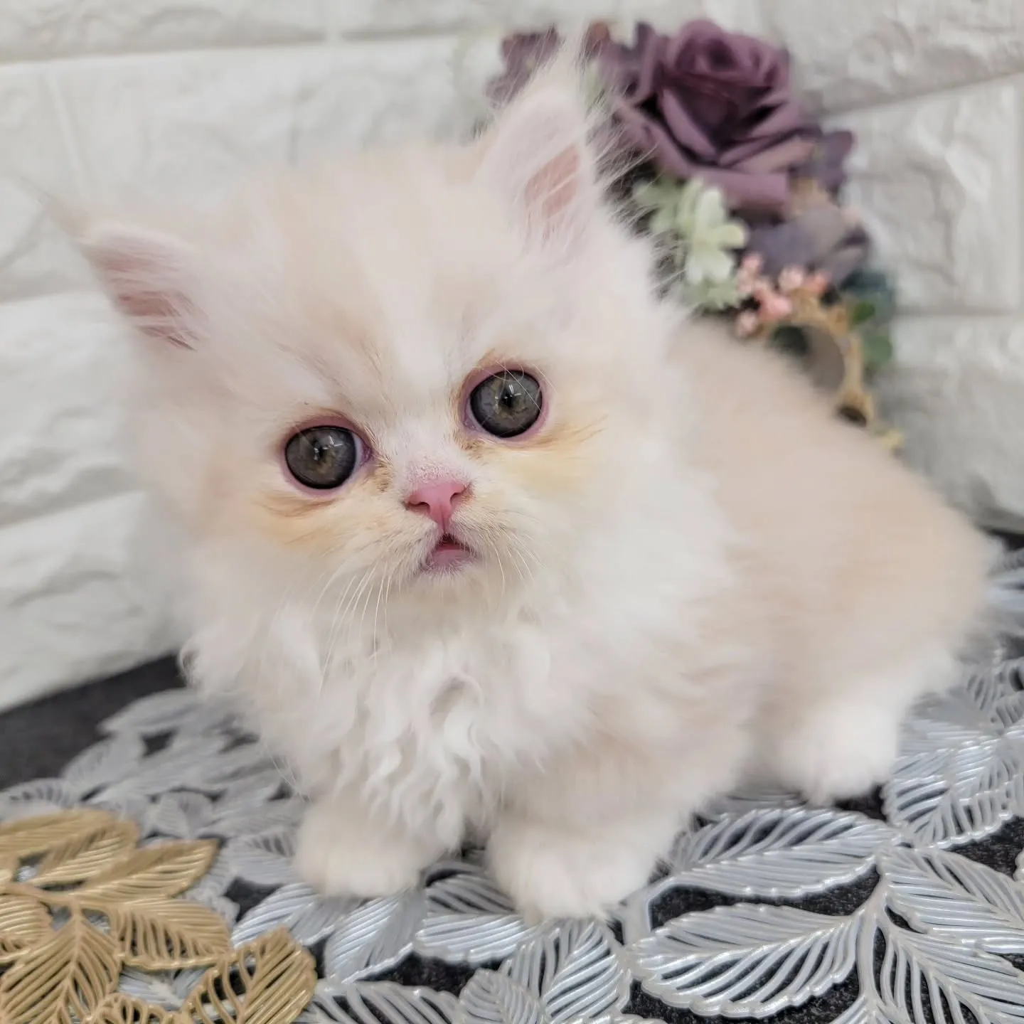 現在ご紹介中のミヌエット短足ちゃんです🐱❤️