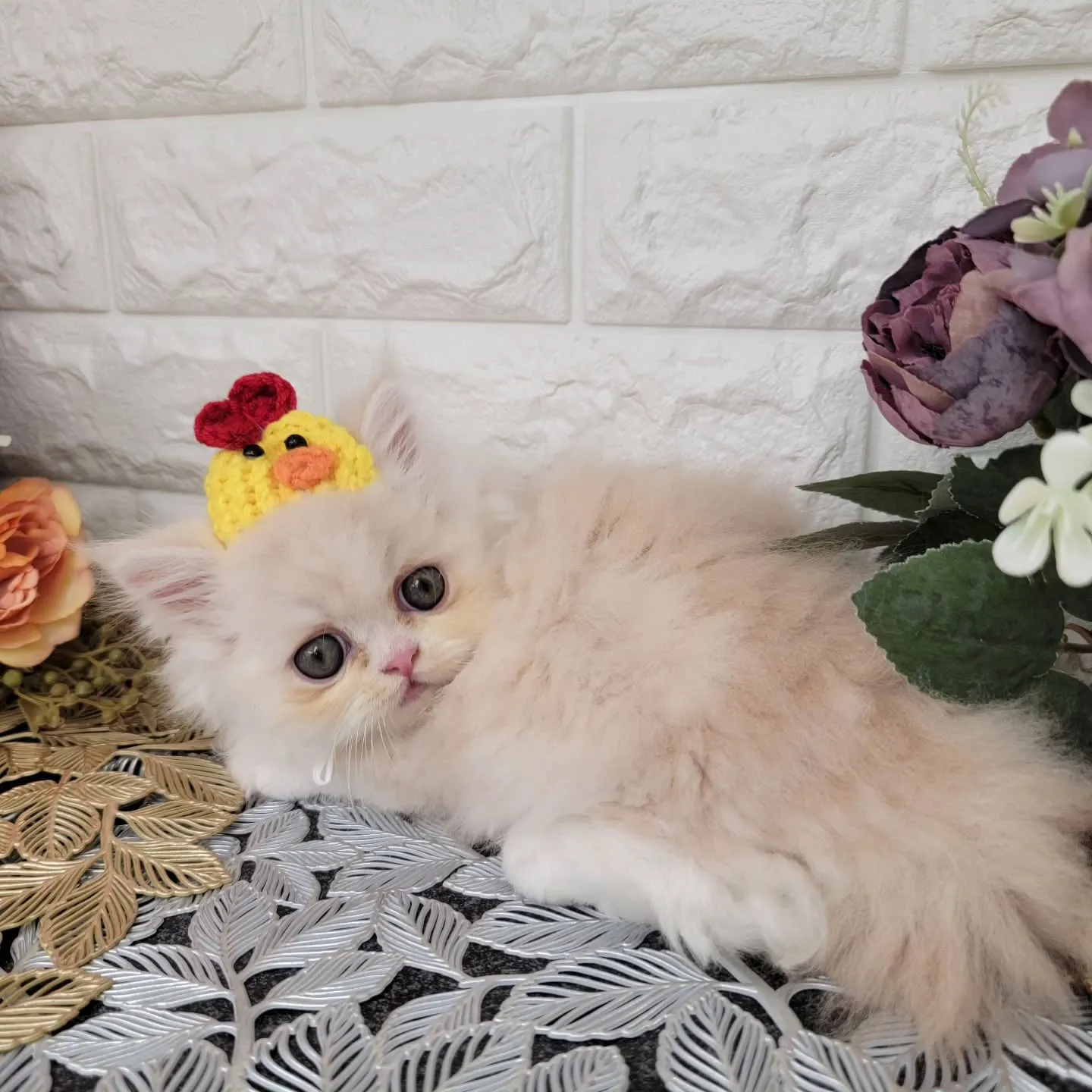 現在ご紹介中のミヌエット短足ちゃんです🐱❤️