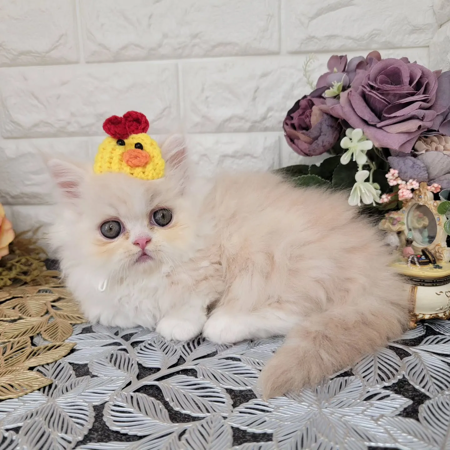 現在ご紹介中のミヌエット短足ちゃんです🐱❤️