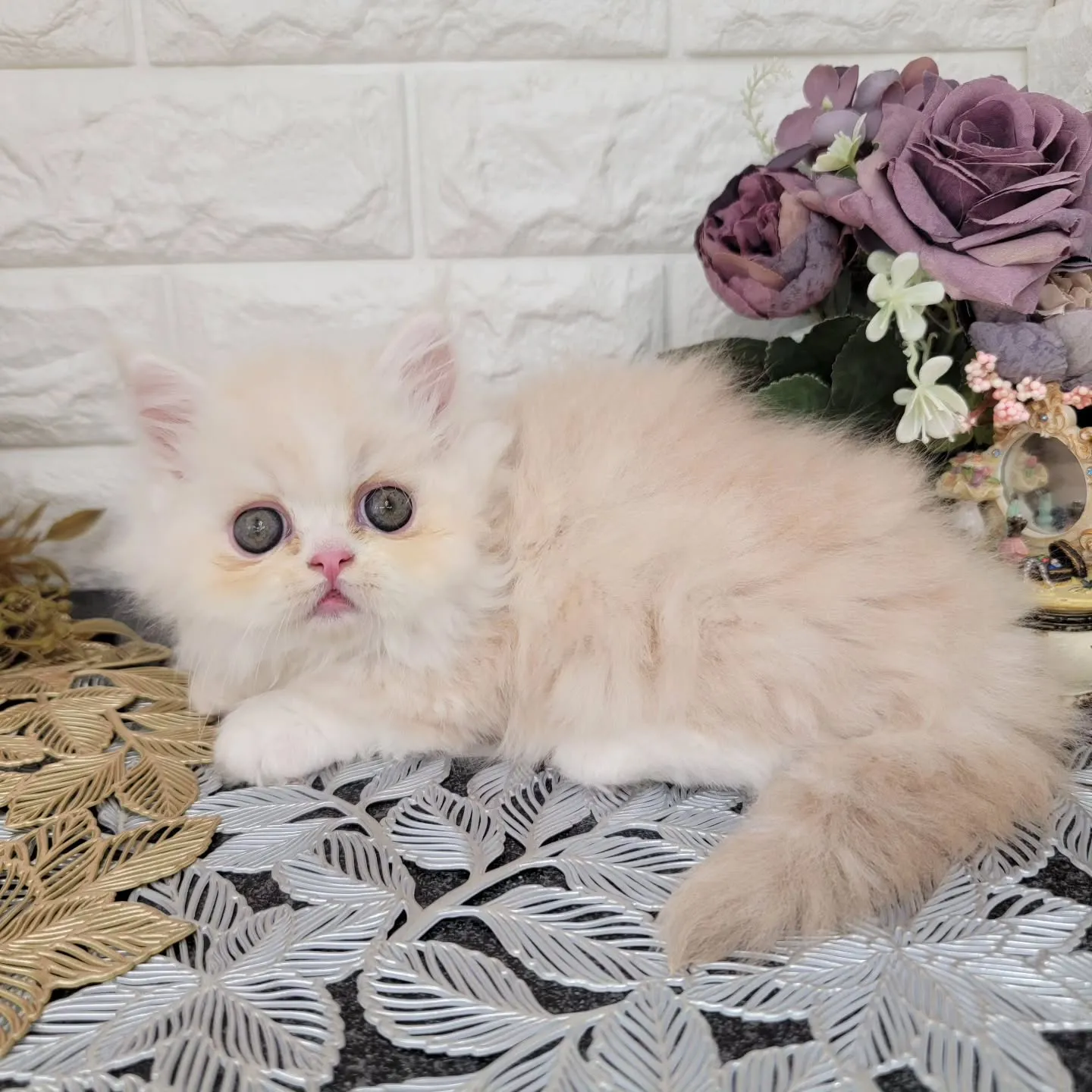現在ご紹介中のミヌエット短足ちゃんです🐱❤️