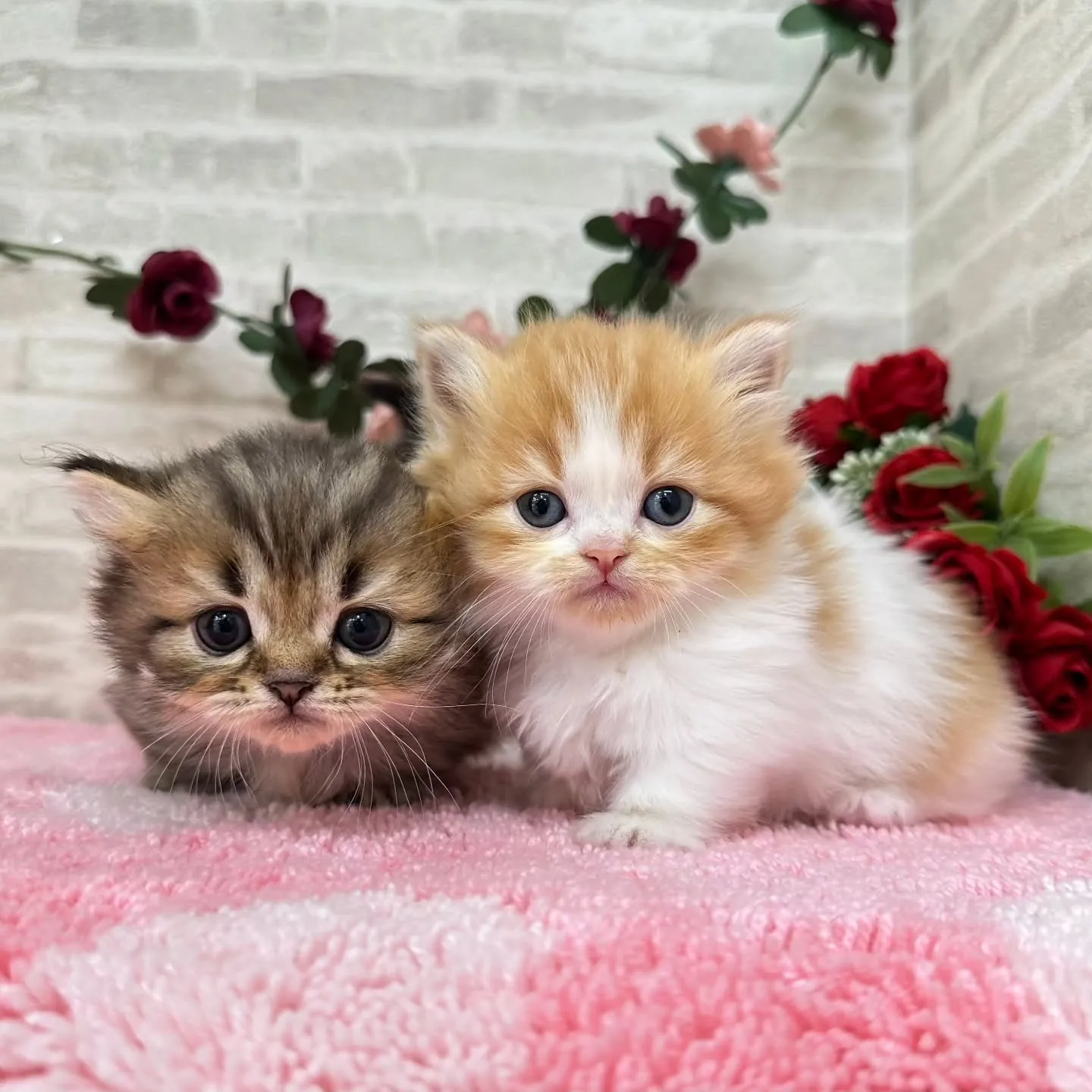 本日ご紹介のミヌエット短足ちゃん達です🐱❤️