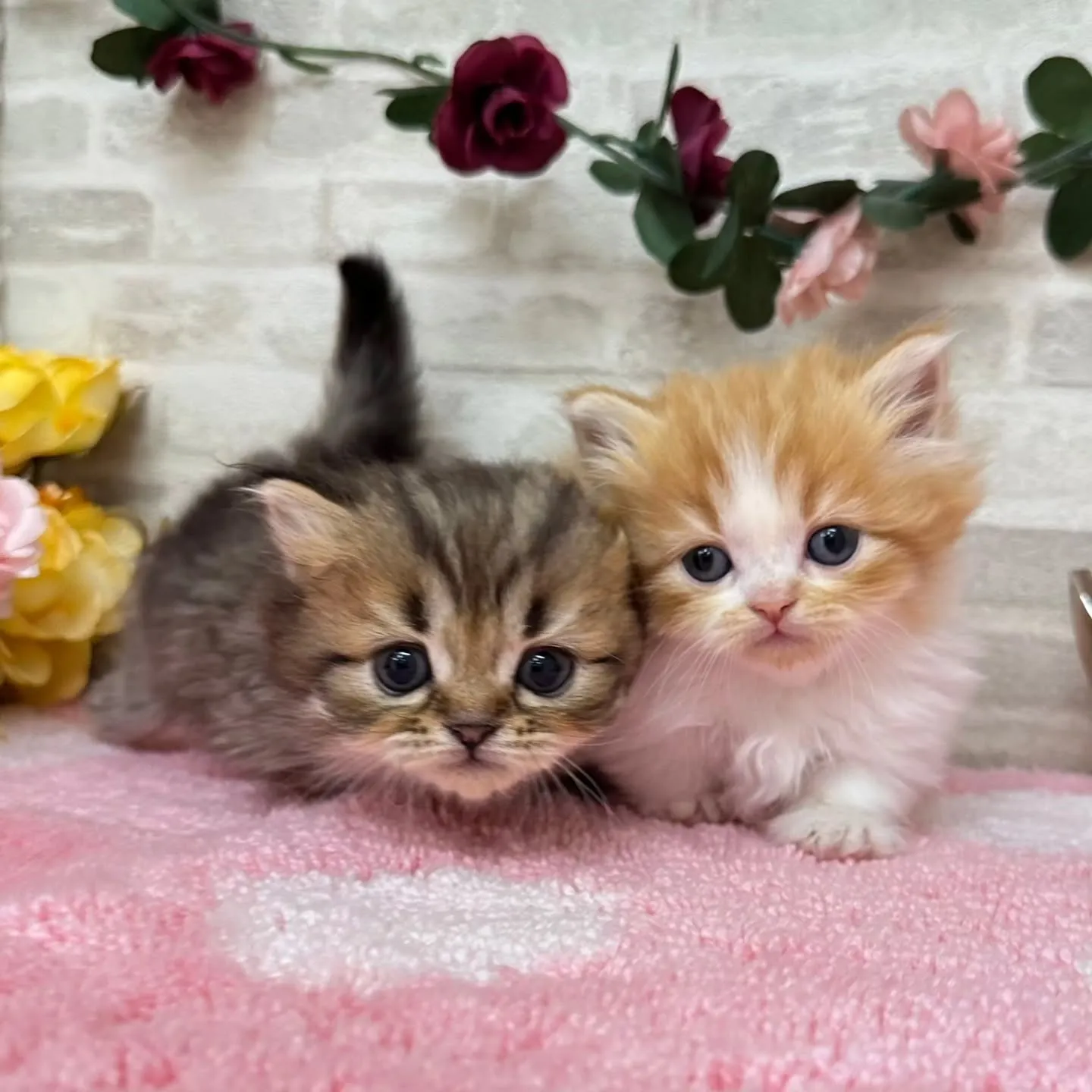 本日ご紹介のミヌエット短足ちゃん達です🐱❤️