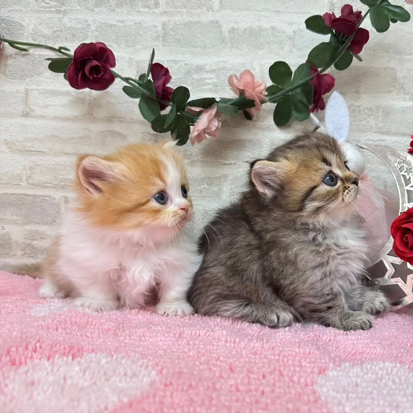 本日ご紹介のミヌエット短足ちゃん達です🐱❤️