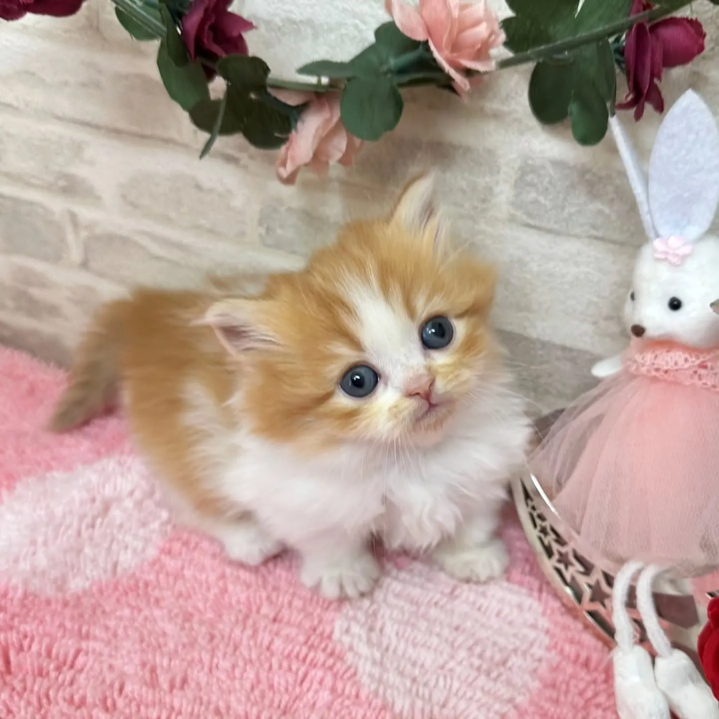 本日ご紹介のミヌエット短足ちゃん達です🐱❤️