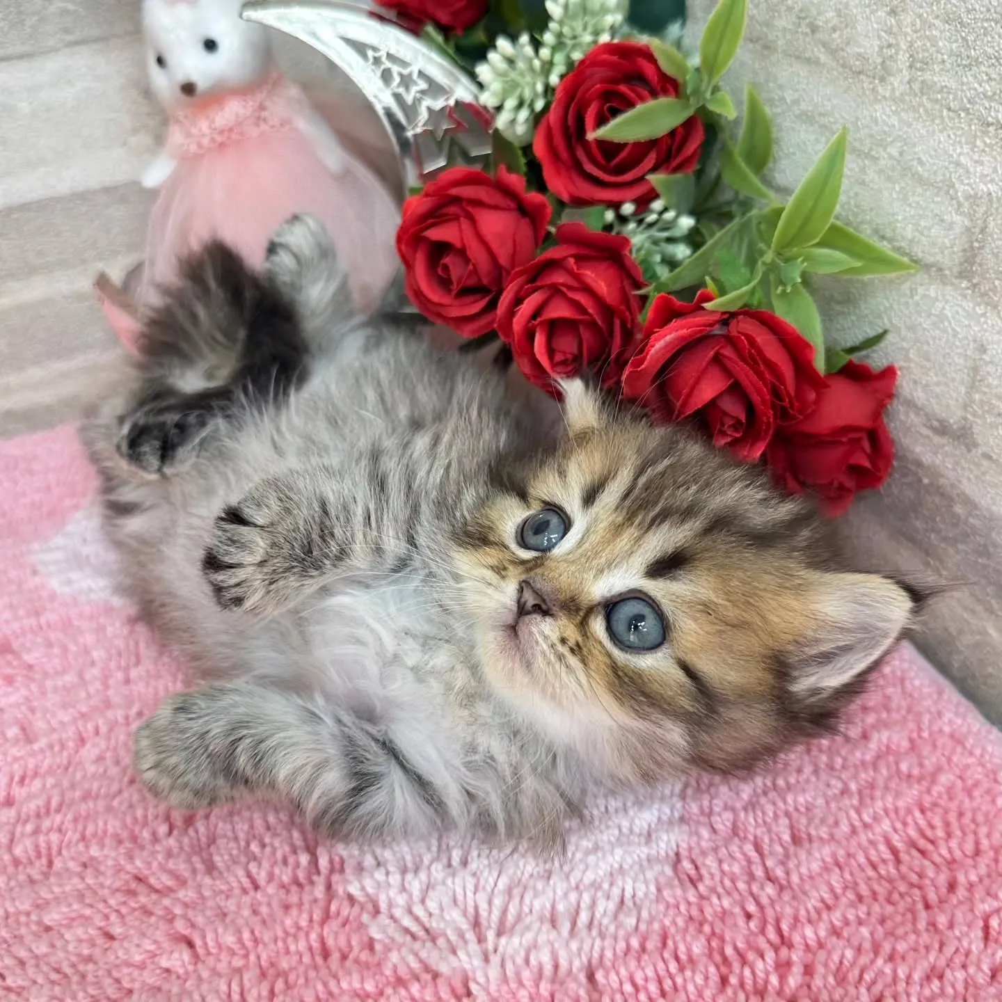 本日ご紹介のミヌエット短足ちゃん達です🐱❤️