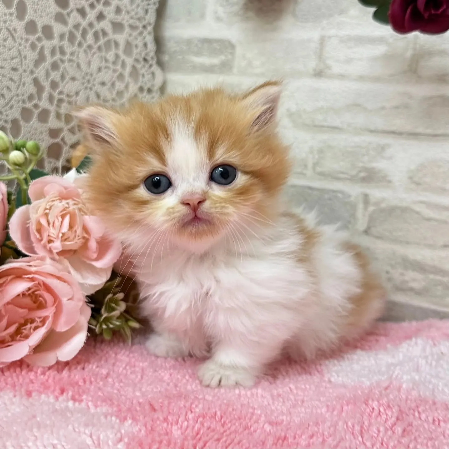 本日ご紹介のミヌエット短足ちゃん達です🐱❤️